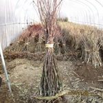 桂林乡里人家贸易有限责任公司果苗业务全景解析——农苗网第46页深度解读