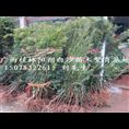 桂林罗汉松苗 广西绿化苗木产业的绿色名片