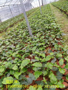 黄金百香果苗选购指南 辨真假、知价格、选好苗