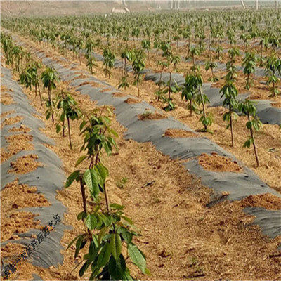 矮化美早樱桃栽培指南 选择轩园园艺场嫁接苗的优势与实践