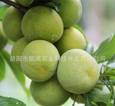 果苗湖南果树苗木批发李子苗 李子树苗冰糖李苗李树苗汁多味甜