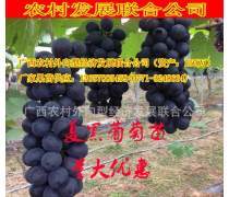 南宁葡萄产品库 价格、图片与厂家一站式指南