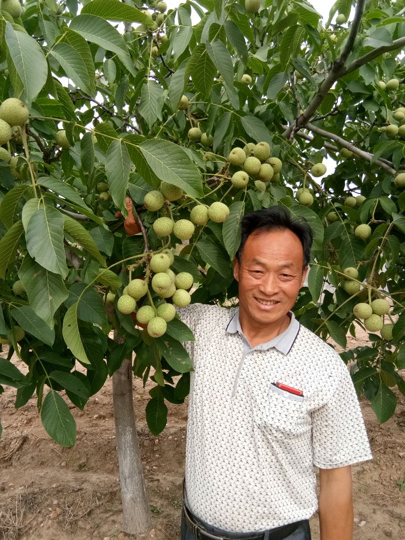 邯郸李子苗果苗公司 培育优质果苗，助力绿色农业