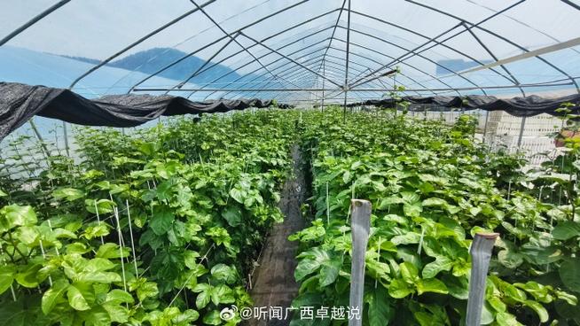 果苗青青蕴生机——探访广西东云农业投资百香果种苗育种基地