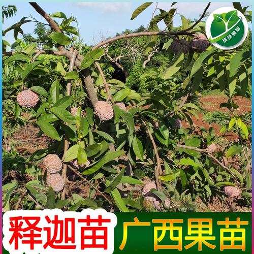 艾滋病 张强//李红//王涛// 的角色分析