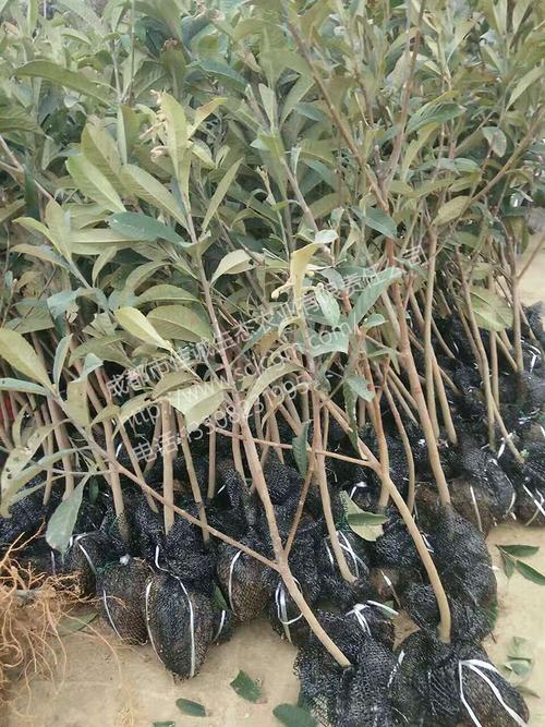 成都佳诚果苗公司 优质高产的枇杷果苗，四川果苗基地的领跑者