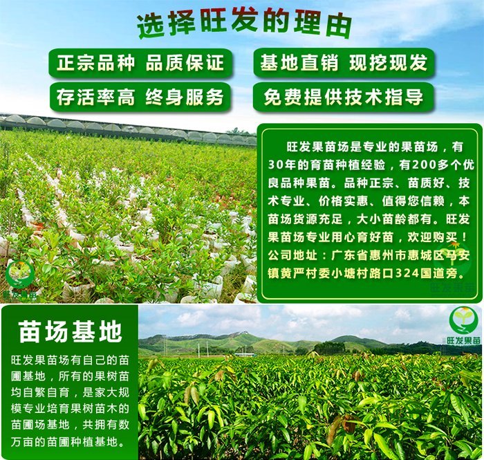 龙眼果苗选购指南 嫁接苗、石峡与储良品种及盆栽结果技巧